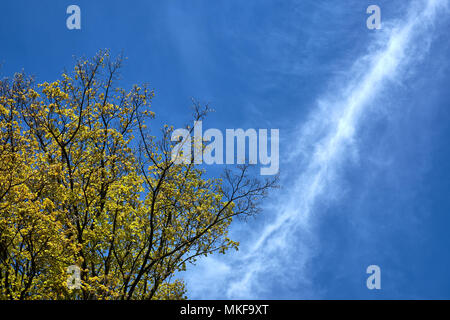 Eine Reihe von weißen, wispy cirrus Cloud schneidet einen blauen Himmel über einem Baum kommen in Blätter im Frühling Stockfoto