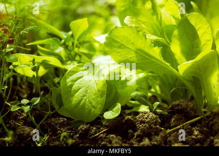 Blätter von grüner Salat in weichen Sonnenlicht Stockfoto