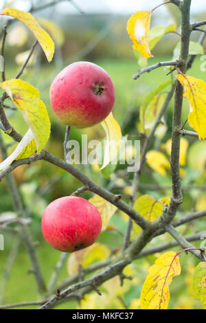 Zwei reife Äpfel im späten Herbst Stockfoto