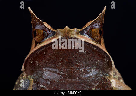 Porträt der Malaiische horned Frog (Megophrys nasuta) auf schwarzem Hintergrund Stockfoto