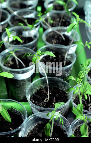 Tomaten Keimlinge in Plastikbechern auf einem Tablett Stockfoto