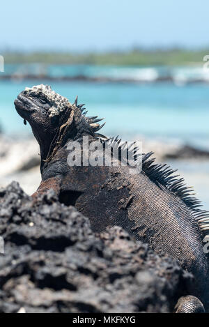 Marine iguana (Amblyrhynchus cristatus) und sea lion, Isabela Island, Galapagos, Ecuador. Stockfoto