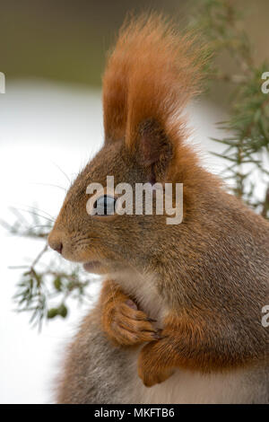 Eurasischen Eichhörnchen (Sciurus vulgaris), Tier Portrait, Terfens, Tirol, Österreich Stockfoto