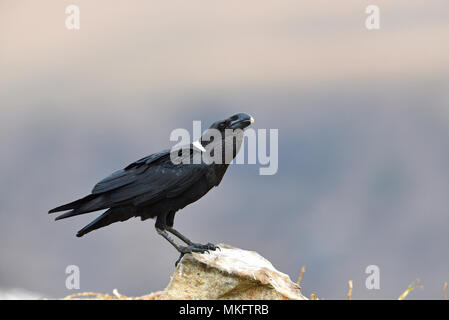 Weiß-necked Rabe (Corvus albicollis), Giant's Castle National Park, Natal, Südafrika Stockfoto