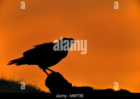 Weiß-necked Rabe (Corvus albicollis) Silhouette gegen Licht bei Sonnenaufgang, Giant's Castle National Park, Natal, Südafrika Stockfoto