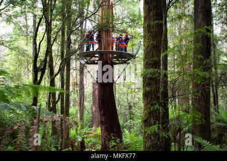 Otway Fly Treetop Adventures Zipline Melbourne Australien Great Ocean Road Stockfoto