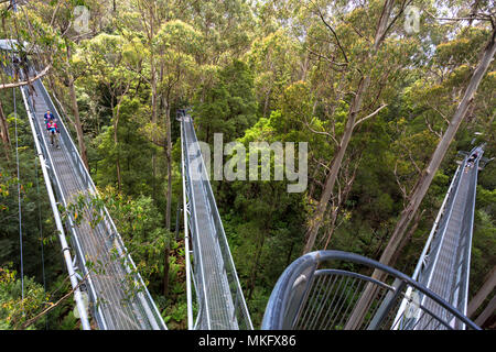 Otway Fly Treetop Adventures Treetop Walk Melbourne Australien Great Ocean Road Stockfoto