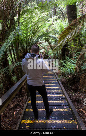 Bereit für Dschungel Abenteuer Otway Treetop Adventures Melbourne Australien Great Ocean Road Fliegen Stockfoto