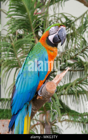 Blau-gelb Aras (Ara ararauna) im Dschungel thront. Stockfoto