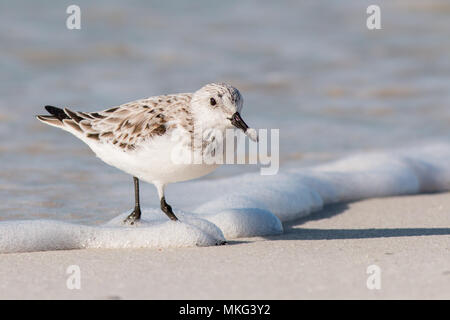 Sanderling (Calidris alba) zu Fuß auf einem Strand in Florida. Stockfoto