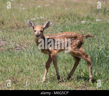 Rehe fawn, Hyla, Beobachten an Kamera Stockfoto