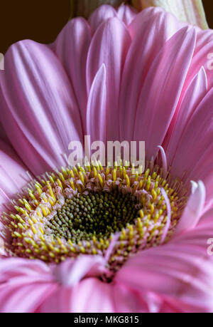 Rosa ziemlich Gerbera Blume Nahaufnahme mit einem Makro Objektiv aufgenommen Stockfoto
