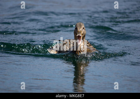 Ente mit offenem Mund auf dem Colorado River Stockfoto