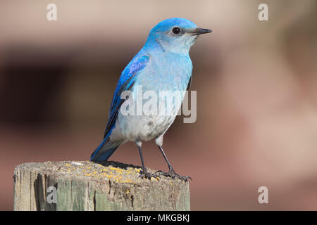 Eine männliche Mountain Bluebird (Sialia Currucoides), thront auf einem Zaunpfahl. Francis Viewpoint, Beaverhill Lake, Alberta, Kanada. Stockfoto