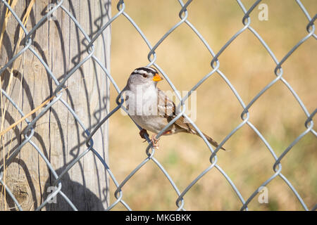 Eine weiße - gekrönte Spatz (Zonotrichia leucophrys) auf einem Zaun in der Nähe von Beaverhill Lake, Alberta, Kanada thront. Stockfoto