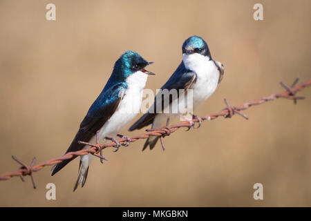 Ein Mann und eine Frau Baum schlucken (Tachycineta bicolor) auf einem Stacheldrahtzaun an Francis Aussichtspunkt in der Nähe von Beaverhill Lake, Alberta, Kanada. Stockfoto