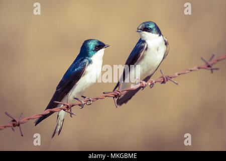 Ein Mann und eine Frau Baum schlucken (Tachycineta bicolor) auf einem Stacheldrahtzaun an Francis Aussichtspunkt in der Nähe von Beaverhill Lake, Alberta, Kanada. Stockfoto