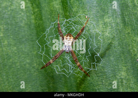 St. Andrew's Cross Spider (Argiope sp.) auf seiner Website, Cape Hillsborough, Queensland, Queensland, Australien Stockfoto