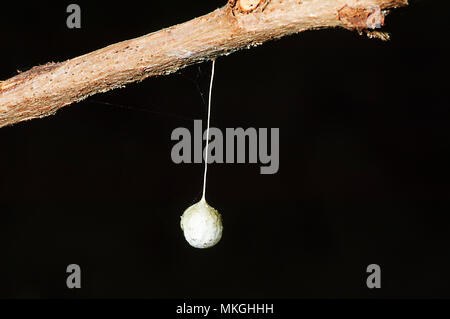 Spider Ei Sac hängen von einer Niederlassung, Cape Hillsborough, Queensland, Queensland, Australien Stockfoto