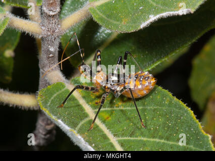 Assassin Bug (Familie Reduviidae) auf einem Blatt, die Höhlen, Queensland, Queensland, Australien Stockfoto