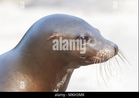 Sea Lion closeup - Warten, unterhalten zu werden. Stockfoto