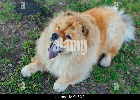 Rote Haare Chow Chow Dog mit blauer Zunge Stockfoto