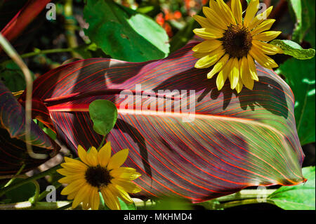 Sonnenblumen gegen eine Canna lily Blatt in einem Sunlight Garden Stockfoto