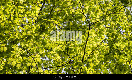 Textur aus Blättern. Die Buche im Gegenlicht. Fagus sylvatica. Fröhlichen Frühling Spiel von Licht und Schatten in der sonnendurchfluteten üppigem Laub. Himmel im Hintergrund. Stockfoto