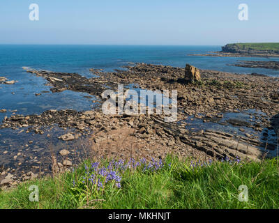 Seaton Sluice, Northumberland - die Felsen von Collywell Bay. Stockfoto