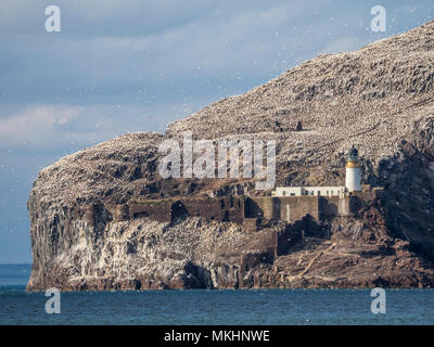 Seacliff, East Lothian, Schottland - Bass Rock mit Leuchtturm und Basstölpel. Stockfoto