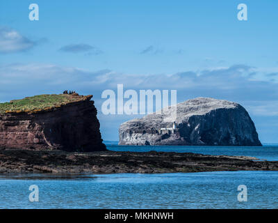 Seacliff, East Lothian, Schottland - das Geheimnis Cove und Lage von einer der kleinsten Häfen der Welt. Mit Blick auf die Bass Rock gannet Kolonie f Stockfoto