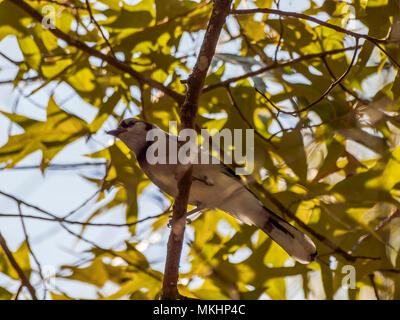 Blue Jay auf einem Zweig. Stockfoto