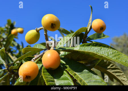 Nispero Fruchtreife auf den Baum, auch bekannt als mispel oder Japanische Mispel Stockfoto