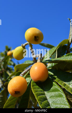 Nispero Fruchtreife auf den Baum, auch bekannt als mispel oder Japanische Mispel Stockfoto