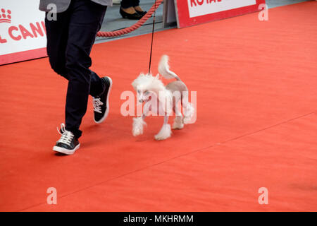 Person seine Chinesischer Schopfhund der Richter während einer Hundeausstellung Wettbewerb Stockfoto