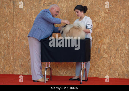 Mitglied der Jury die Prüfung eines Pekinesen Hund während einer Hundeausstellung Wettbewerb Stockfoto