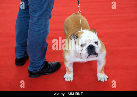 Eigentümer mit Bulldogge auf einer Hundeausstellung Stockfoto