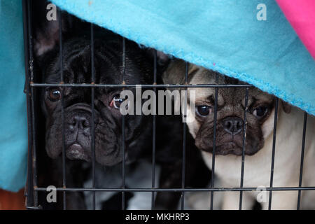 Zwei französische Bulldoggen in einem Käfig Stockfoto