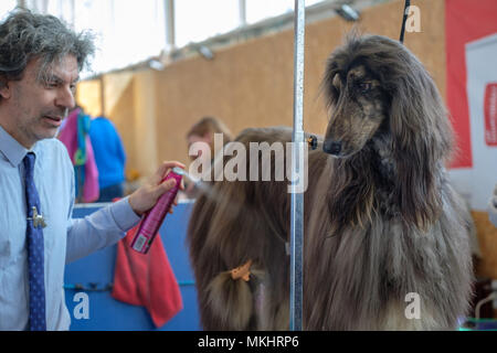 Dog Groomer kümmert sich um das Fell eines Afghanischen Windhund Stockfoto