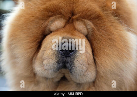 Nahaufnahme von Chow Chow Dog Stockfoto