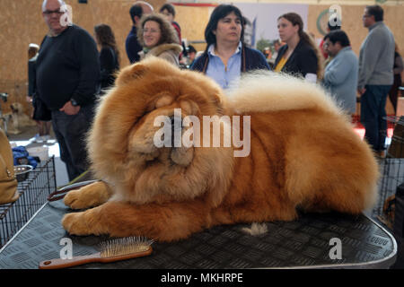 Chow Chow Dog liegen bei einer Hundeausstellung Stockfoto