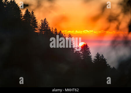 Sonnenuntergang hinter einem Berg mit der Silhouette von Bäumen, in Dharamsala, Indien. Stockfoto