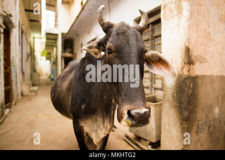 Porträt einer schwarze Kuh wandern ruhig unter den Gassen von Varanasi, Indien. Stockfoto