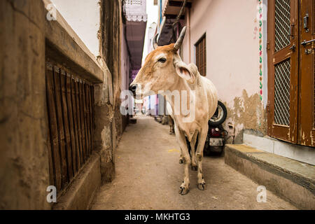 Porträt einer weissen Kuh wandern ruhig unter den Gassen von Varanasi, Indien. Stockfoto