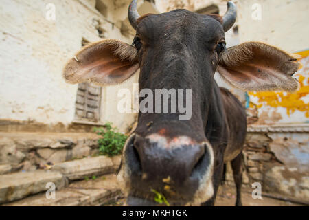 Porträt einer schwarze Kuh wandern ruhig unter den Gassen von Varanasi, Indien. Stockfoto