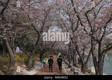 Besucher bei einem Spaziergang rund um den See dem Bomun in Gyeongju, Südkorea, an der Spitze der Kirschblüte Saison (beojkkoch), hohe Kirschbäume Abdeckung der Weg. Stockfoto