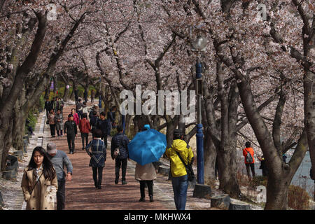 Besucher bei einem Spaziergang rund um den See dem Bomun in Gyeongju, Südkorea, an der Spitze der Kirschblüte Saison (beojkkoch), hohe Kirschbäume Abdeckung der Weg. Stockfoto