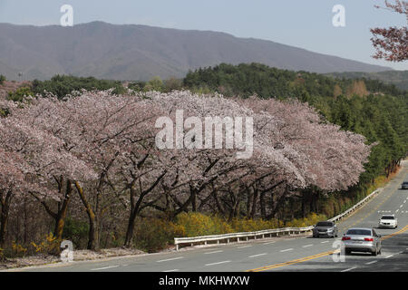 Die Straßen in Gyeongju, Südkorea, sind mit riesigen kirschbäumen gesäumt. Wenn in voller Blüte, die Landschaft ist herrlich, mit Wälder und Berge. Stockfoto