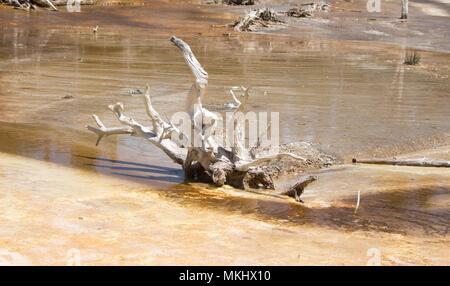 Trockene Zweige in einem flachen Teich mit heißen Quellen im Yellowstone National Park, USA. Stockfoto