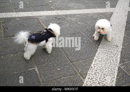 Zwei süße Bichon Frise, kleine Hunde Stockfoto